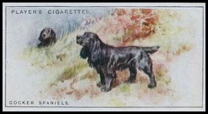 35 Cocker Spaniels